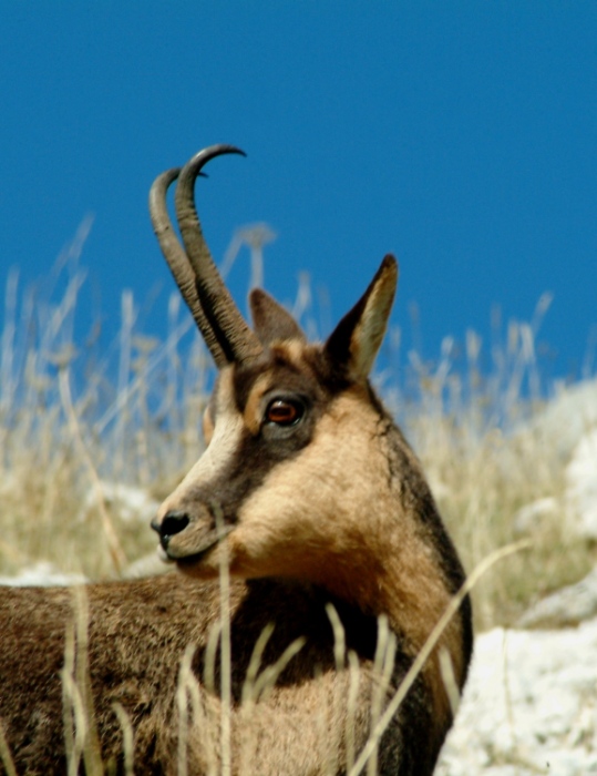 Camoscio d''Abruzzo Rupicapra pyrenaica ornata